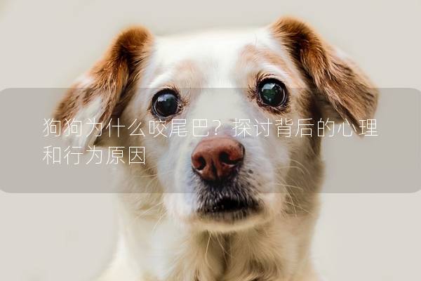 狗狗为什么咬尾巴？探讨背后的心理和行为原因