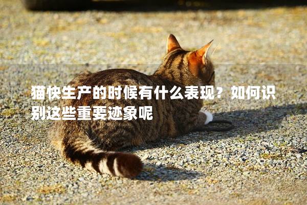 猫快生产的时候有什么表现？如何识别这些重要迹象呢