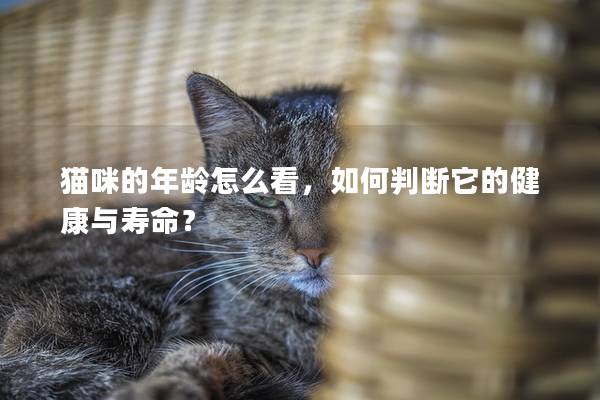 猫咪的年龄怎么看，如何判断它的健康与寿命？