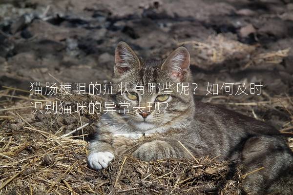 猫肠梗阻的症状有哪些呢？如何及时识别猫咪的异常表现？