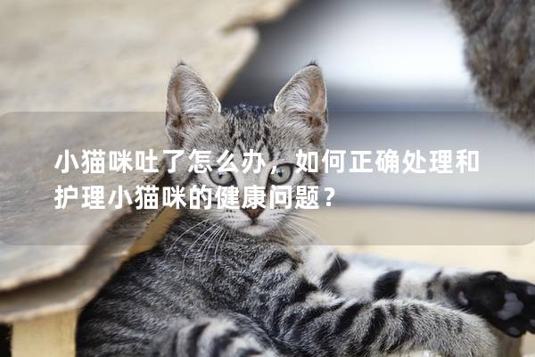 小猫咪吐了怎么办，如何正确处理和护理小猫咪的健康问题？