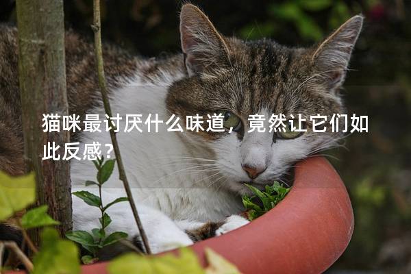 猫咪最讨厌什么味道，竟然让它们如此反感？