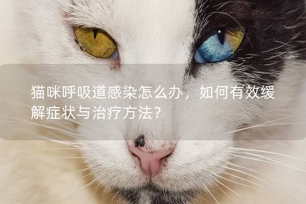 猫咪呼吸道感染怎么办，如何有效缓解症状与治疗方法？