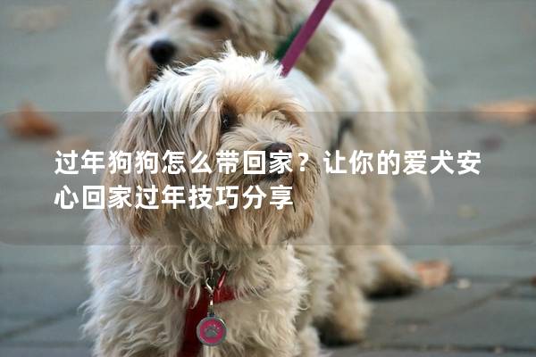 过年狗狗怎么带回家？让你的爱犬安心回家过年技巧分享