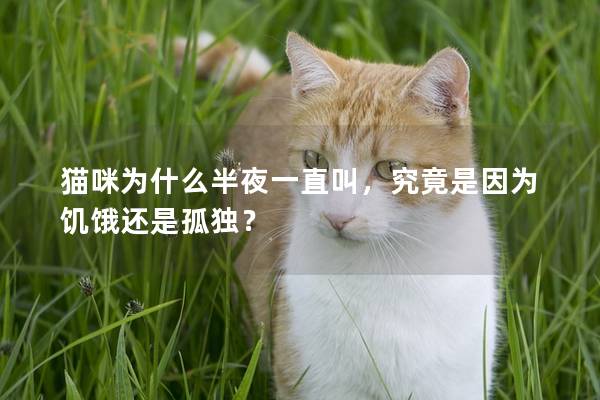 猫咪为什么半夜一直叫，究竟是因为饥饿还是孤独？