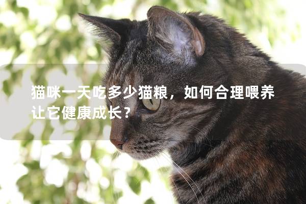 猫咪一天吃多少猫粮，如何合理喂养让它健康成长？