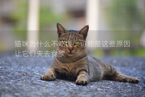 猫咪为什么不吃饭，可能是这些原因让它们失去食欲