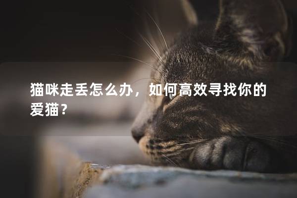 猫咪走丢怎么办，如何高效寻找你的爱猫？