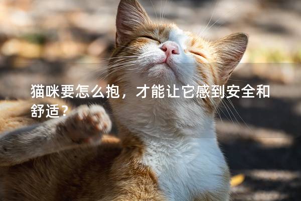 猫咪要怎么抱，才能让它感到安全和舒适？