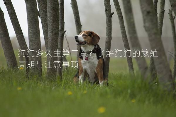 狗狗多久生第二只？了解狗狗的繁殖周期与注意事项