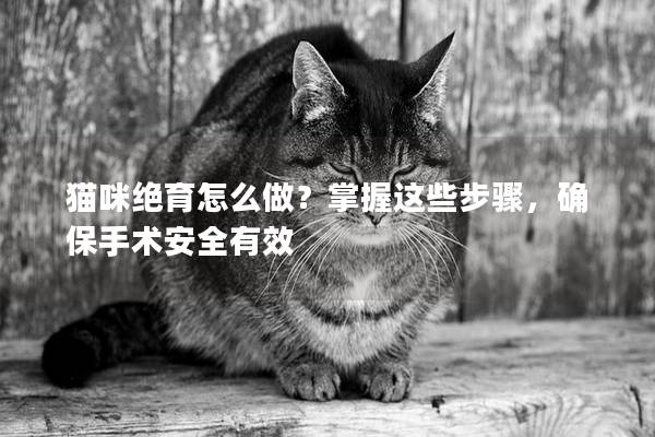 猫咪绝育怎么做？掌握这些步骤，确保手术安全有效