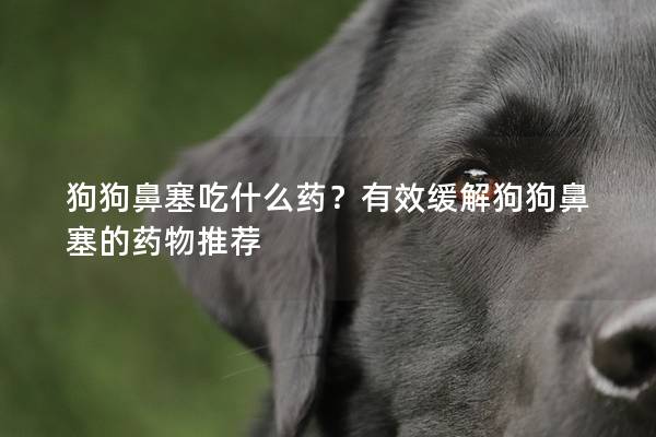 狗狗鼻塞吃什么药？有效缓解狗狗鼻塞的药物推荐