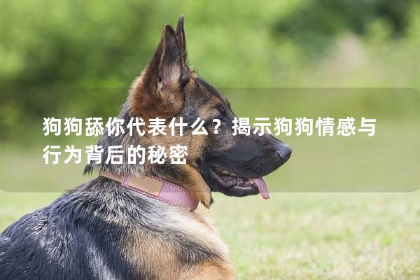 狗狗舔你代表什么？揭示狗狗情感与行为背后的秘密