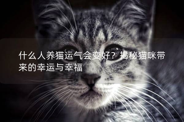 什么人养猫运气会变好？揭秘猫咪带来的幸运与幸福