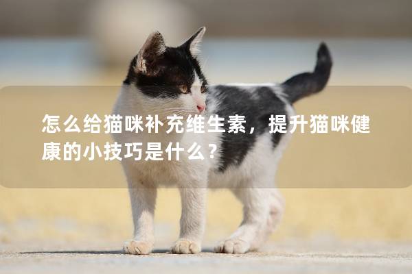 怎么给猫咪补充维生素，提升猫咪健康的小技巧是什么？