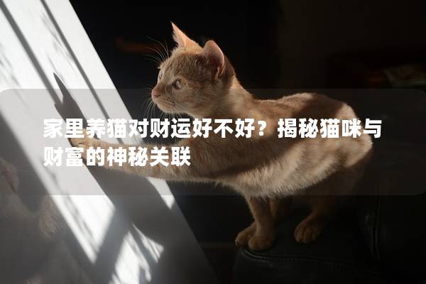 家里养猫对财运好不好？揭秘猫咪与财富的神秘关联