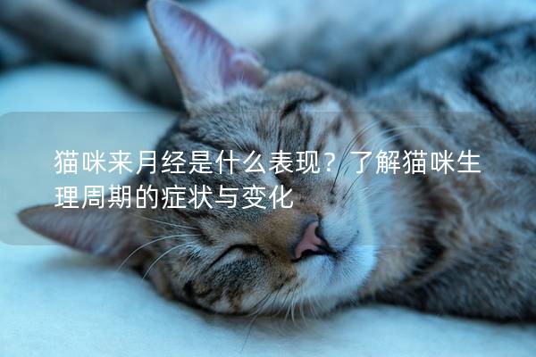 猫咪来月经是什么表现？了解猫咪生理周期的症状与变化