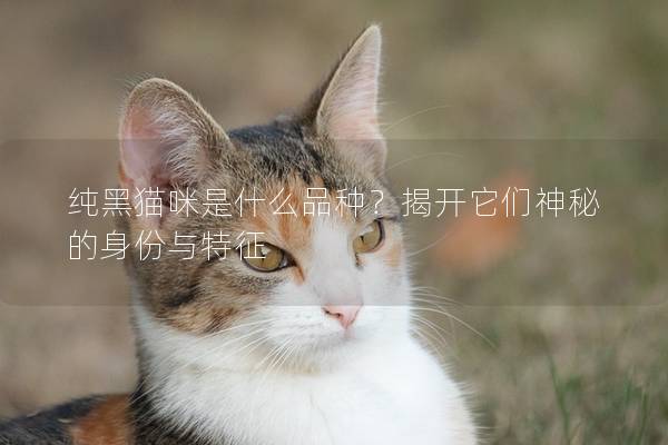 纯黑猫咪是什么品种？揭开它们神秘的身份与特征