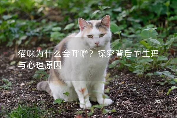 猫咪为什么会呼噜？探究背后的生理与心理原因