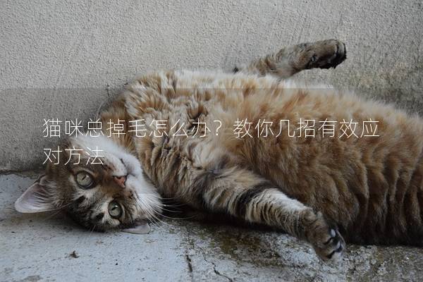 猫咪总掉毛怎么办？教你几招有效应对方法