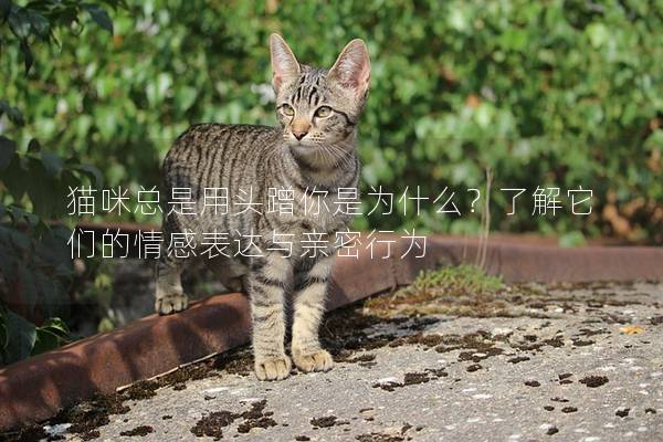 猫咪总是用头蹭你是为什么？了解它们的情感表达与亲密行为