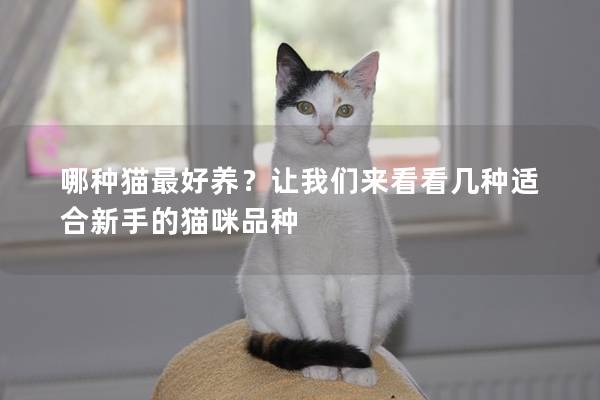 哪种猫最好养？让我们来看看几种适合新手的猫咪品种