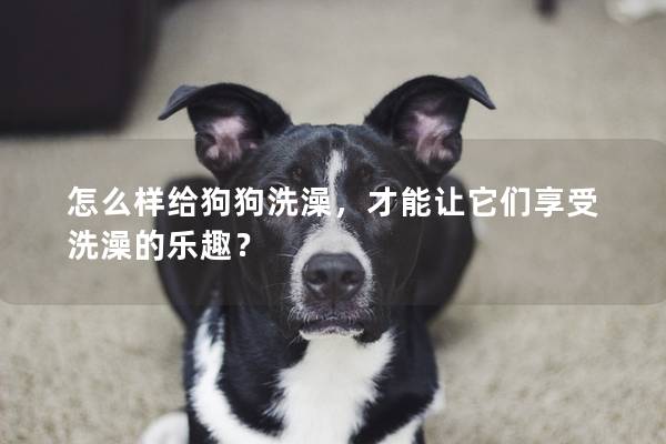 怎么样给狗狗洗澡，才能让它们享受洗澡的乐趣？