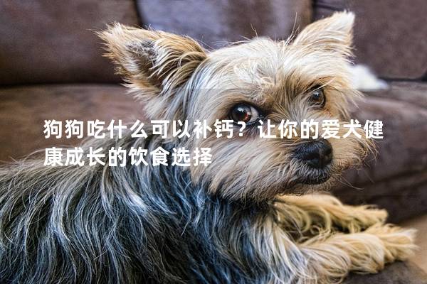 狗狗吃什么可以补钙？让你的爱犬健康成长的饮食选择