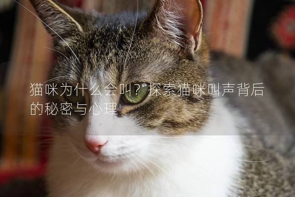 猫咪为什么会叫？探索猫咪叫声背后的秘密与心理