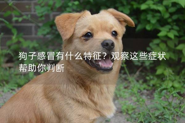 狗子感冒有什么特征？观察这些症状帮助你判断