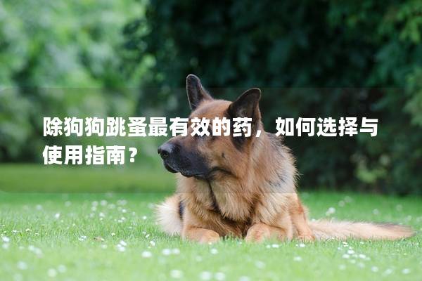 除狗狗跳蚤最有效的药，如何选择与使用指南？