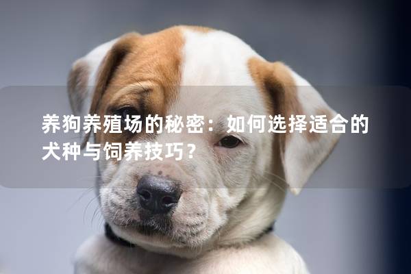 养狗养殖场的秘密：如何选择适合的犬种与饲养技巧？