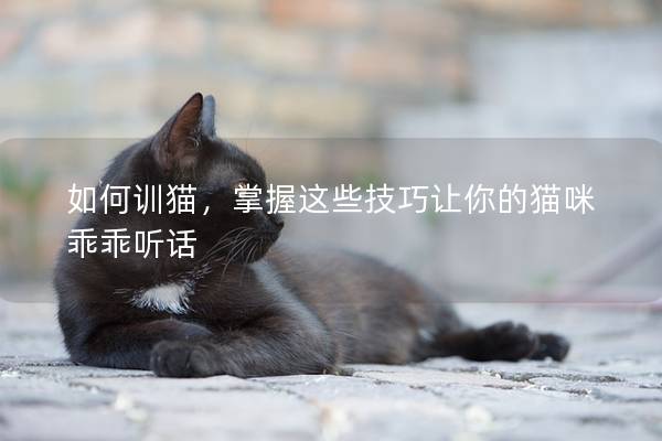 如何训猫，掌握这些技巧让你的猫咪乖乖听话