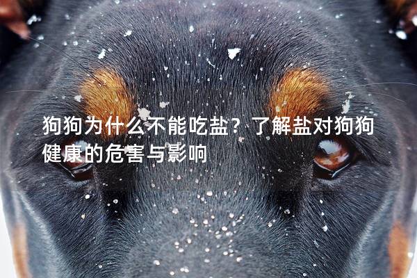 狗狗为什么不能吃盐？了解盐对狗狗健康的危害与影响