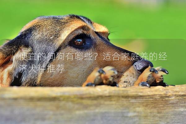 便宜的狗狗有哪些？适合家庭养的经济犬种推荐