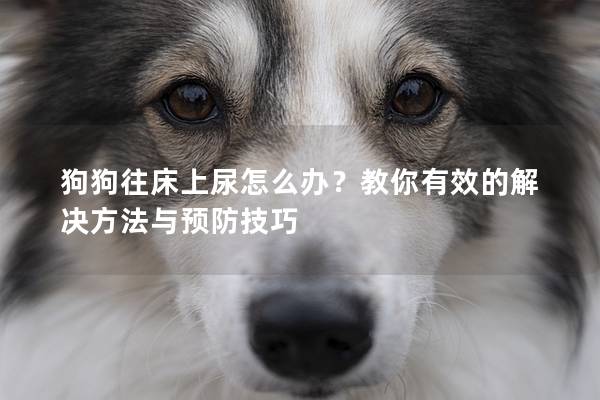 狗狗往床上尿怎么办？教你有效的解决方法与预防技巧