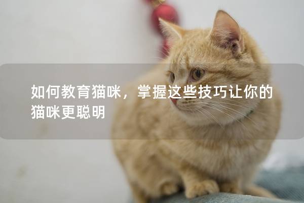 如何教育猫咪，掌握这些技巧让你的猫咪更聪明