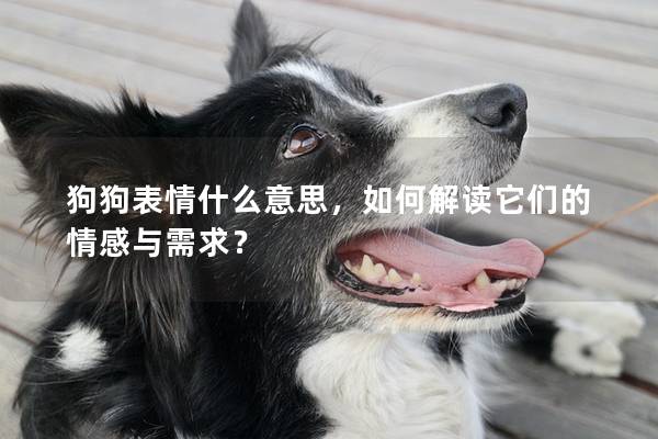 狗狗表情什么意思，如何解读它们的情感与需求？