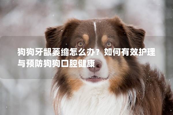 狗狗牙龈萎缩怎么办？如何有效护理与预防狗狗口腔健康