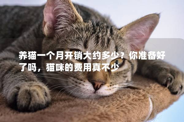 养猫一个月开销大约多少？你准备好了吗，猫咪的费用真不少