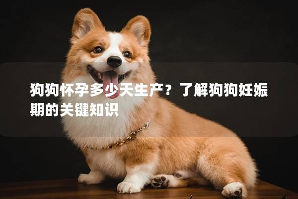 狗狗怀孕多少天生产？了解狗狗妊娠期的关键知识