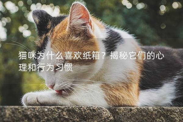 猫咪为什么喜欢纸箱？揭秘它们的心理和行为习惯