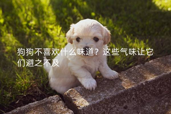 狗狗不喜欢什么味道？这些气味让它们避之不及