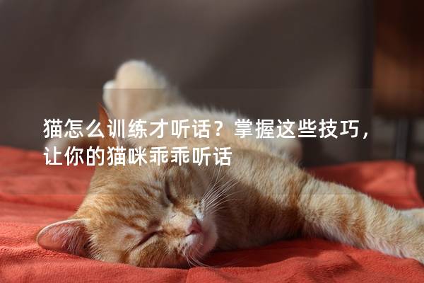 猫怎么训练才听话？掌握这些技巧，让你的猫咪乖乖听话