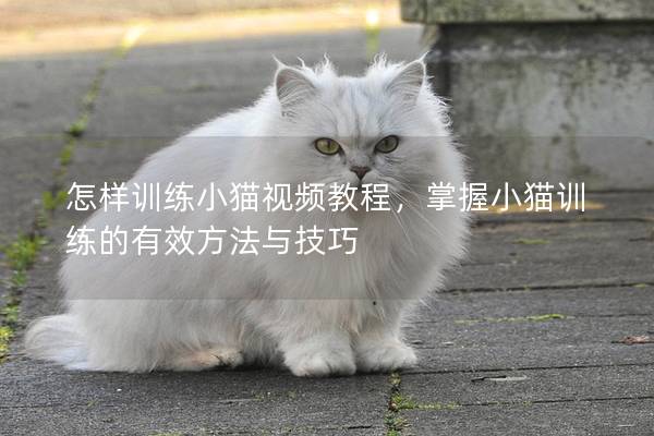 怎样训练小猫视频教程，掌握小猫训练的有效方法与技巧