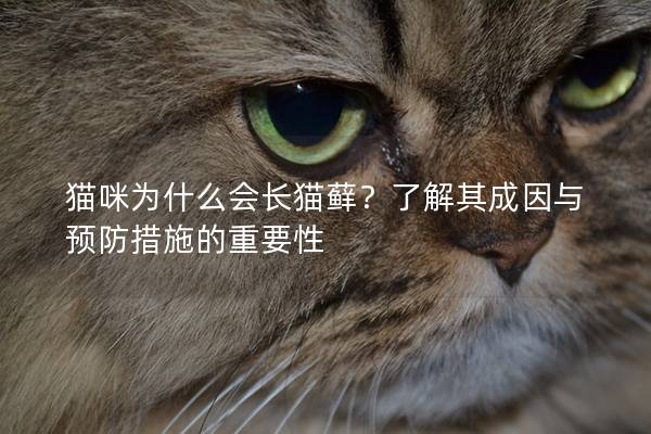 猫咪为什么会长猫藓？了解其成因与预防措施的重要性