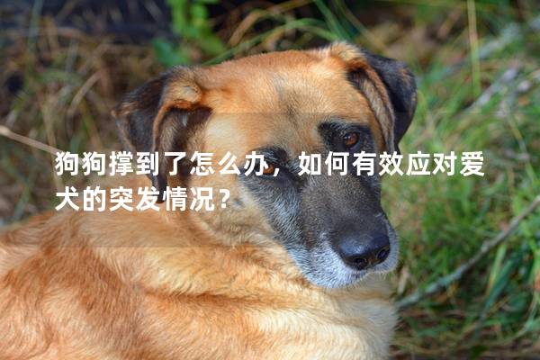 狗狗撑到了怎么办，如何有效应对爱犬的突发情况？