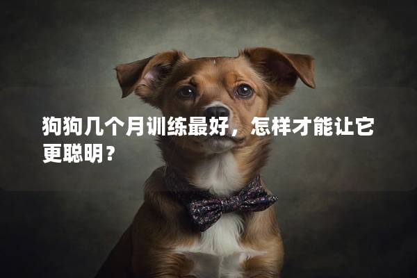 狗狗几个月训练最好，怎样才能让它更聪明？