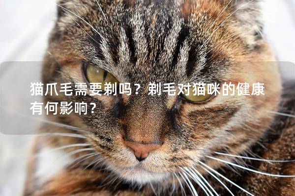 猫爪毛需要剃吗？剃毛对猫咪的健康有何影响？