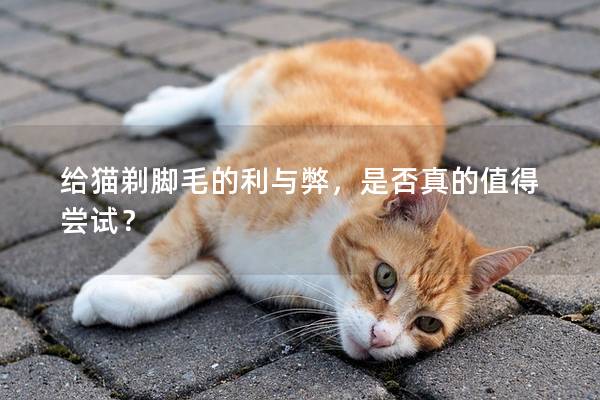 给猫剃脚毛的利与弊，是否真的值得尝试？